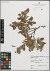 Foto von Salix pseudodepressa A. K. Skvortsov